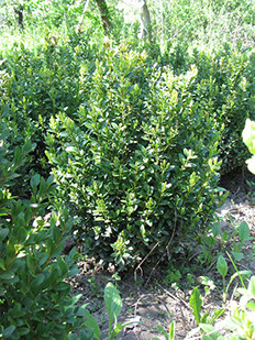 Самшит вечнозеленый 60см 